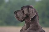 DOGUE ALLEMAND 478